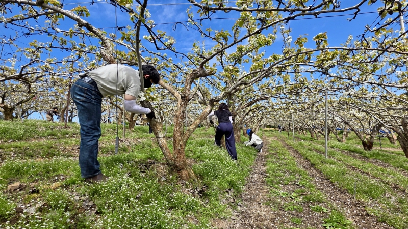 사진 2. 콘진원 임직원들은 지역 상생 실천을 위해 직접 농가에 방문하여 농촌 일손돕기 활동을 진행했다.