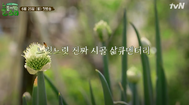 tvN <풀 뜯어먹는 소리> 방송화면