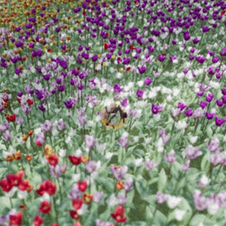 The Ball Flow - Nature and Light5번째 이미지